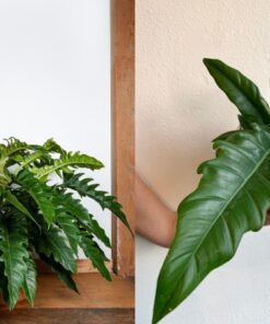 Trầu bà cung đàn