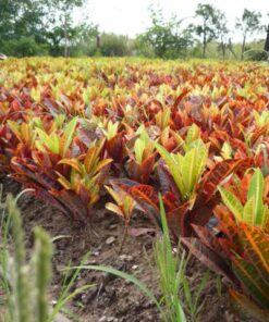 Cô Tòng Lá Mít 4 Cô Tòng Lá Mít