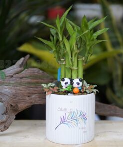 Trúc Phát Lộc 4 Trúc phát lộc