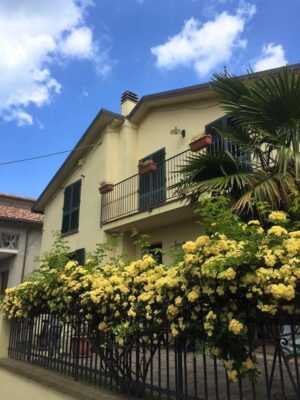 Hoa hồng leo Yellow Meilove Rose