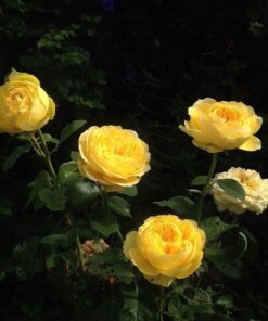 Hoa hồng bụi Molineux Rose