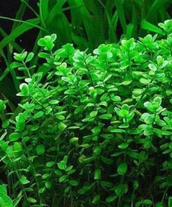 z4228213542713 79ea32028029665e99bd526c18f50eda