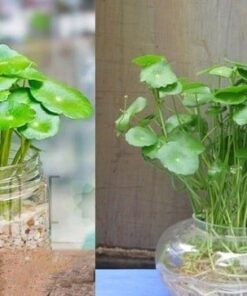 Cỏ Đồng Tiền 4 z4232050773379 ec348165c28f79f6d76ba2a4c63352f7