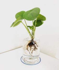 Cỏ Đồng Tiền 3 Cỏ đồng tiền