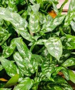 z4232052806285 7fe6419dfb5e29bde33eb76035df7a55