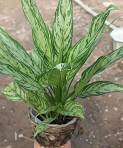 Cây Ngân Hậu 4 z4232053925837 dc6075b818778b5540296435de19b83b