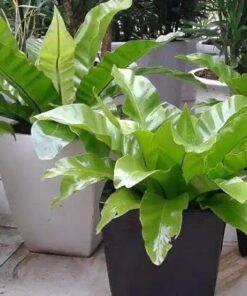 Cây Ráng Ổ Phụng 4 z4238476532665 b173a1e3f7cfca69e6658e677be5ed39