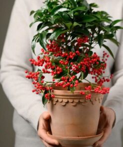 z4238477643178 4ebfe5ff817a3ed6d900fb9a1f0f1de7