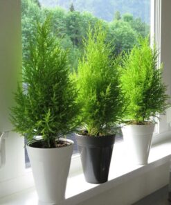 z4238480100808 fc801af910300abcc18b7fa1c11d428c