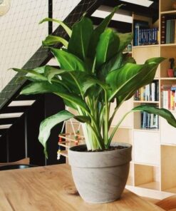 z4238480341368 4f483927ea091188fd11d43bd5d1c520