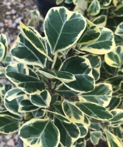 Cây Bàng Cẩm Thạch 4 z4238482861680 248cd82e51ba8dad8cd075ae0c53e110