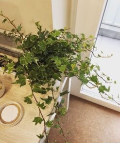 Cây Thường Xuân 4 z4238484660245 71d3d14c89c6cad47a55fa8116d626a7